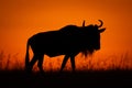 Blue wildebeest walking along horizon at sunrise Royalty Free Stock Photo