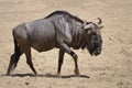 Blue wildebeest walking Royalty Free Stock Photo
