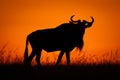 Blue wildebeest walks along horizon at dawn Royalty Free Stock Photo