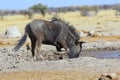 Blue wildebeest at the waterhole Royalty Free Stock Photo