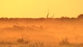 Blue Wildebeest - Wildlife Background - Glow of Golden Dust and Dusk Royalty Free Stock Photo