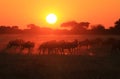 Blue Wildebeest - Wildlife Background - Golden Dust Royalty Free Stock Photo