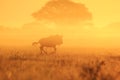 Blue Wildebeest - Wildlife Background - The Golden Run Royalty Free Stock Photo