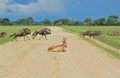 Blue Wildebeest - Wildlife Background - Road Users