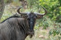 A blue wildebeest & x28;Connochaetes taurinus& x29; in the south African bush Royalty Free Stock Photo