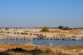 Blue Wildebeest, Zebra and Springbok