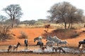 Blue Wildebeest, Zebra and Tsessebe
