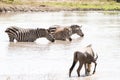 Blue wildebeest and zebras drinking water Royalty Free Stock Photo