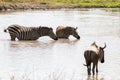 Blue wildebeest and zebras drinking water Royalty Free Stock Photo