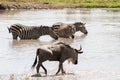 Blue wildebeest and zebras drinking water Royalty Free Stock Photo