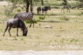 Blue wildebeest and zebras in the field Royalty Free Stock Photo