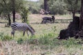 Blue wildebeest and zebras in the field Royalty Free Stock Photo