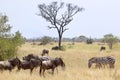 Blue wildebeests and common zebras Royalty Free Stock Photo