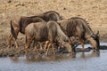 Blue Wildebeests drinking water at a waterhole in Kruger National Park, South Africa Royalty Free Stock Photo