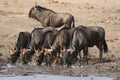 Blue Wildebeests drinking water at a waterhole in Kruger National Park, South Africa Royalty Free Stock Photo