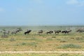 Blue wildebeests and plain zebras