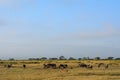 Blue wildebeests and Thomson-gazelles, Amboseli National Park, K Royalty Free Stock Photo