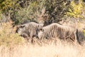Blue Wilderbeest walking through bushveld Royalty Free Stock Photo