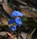 Blue Wildflower