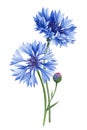 Blue wildflower. Beautiful bouquet of cornflower flowers on isolated white background, watercolor botanical painting