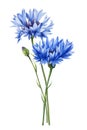 Blue wildflower. Beautiful bouquet of cornflower flowers on isolated white background, watercolor botanical painting