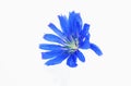 Blue wildflower closeup on white background, isolate