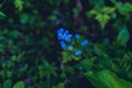 Blue wildflower in the darkness of the forest Royalty Free Stock Photo