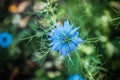 Blue wildflower