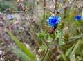 Blue wildflower macro images