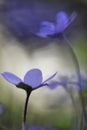 Blue wildflower spring color abstract