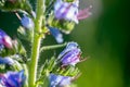 Blue wildflower viper`s bugloss