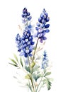 Blue wildflower on white background