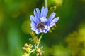 Blue wildflowers bee soft background Royalty Free Stock Photo