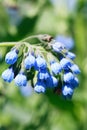 Blue Wildflowers