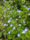 Blue wildflowers. Royalty Free Stock Photo