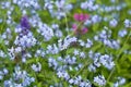 Blue wildflowers forget-me-nots  Myosotis sylvatica  on meadow in spring. Spring flowers, background Royalty Free Stock Photo