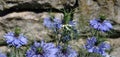 Blue wildflowers in front of yellowish stone wall