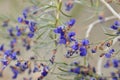 Blue Wildflowers in Full Bloom on Desert Floor