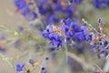 Blue Wildflowers in Full Bloom on Desert Floor