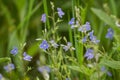 Blue Wildflowers In The Grass. Veronica Chamaedrys