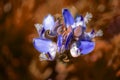 Blue wildflowers. macro photo. background on the beauties of nature Royalty Free Stock Photo