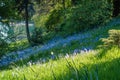 Blue Wildflowers On A Slope Royalty Free Stock Photo