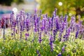 Blue wildflowers in summer