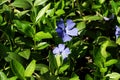Blue wildflowers in the wild against a background of green foliage Royalty Free Stock Photo