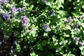 Blue wildflowers in the wild against a background of green foliage Royalty Free Stock Photo