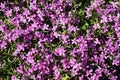 Blue wildflowers in the wild against a background of green foliage Royalty Free Stock Photo