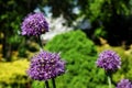 Blue wildflowers in the wild against a background of green foliage Royalty Free Stock Photo