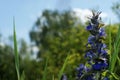 Blue wildflowers in the wild against a background of green grass and blue sky