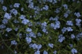 Blue wildflowers in the woods