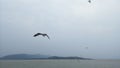 Birds lake sky flying chillika lake odisha